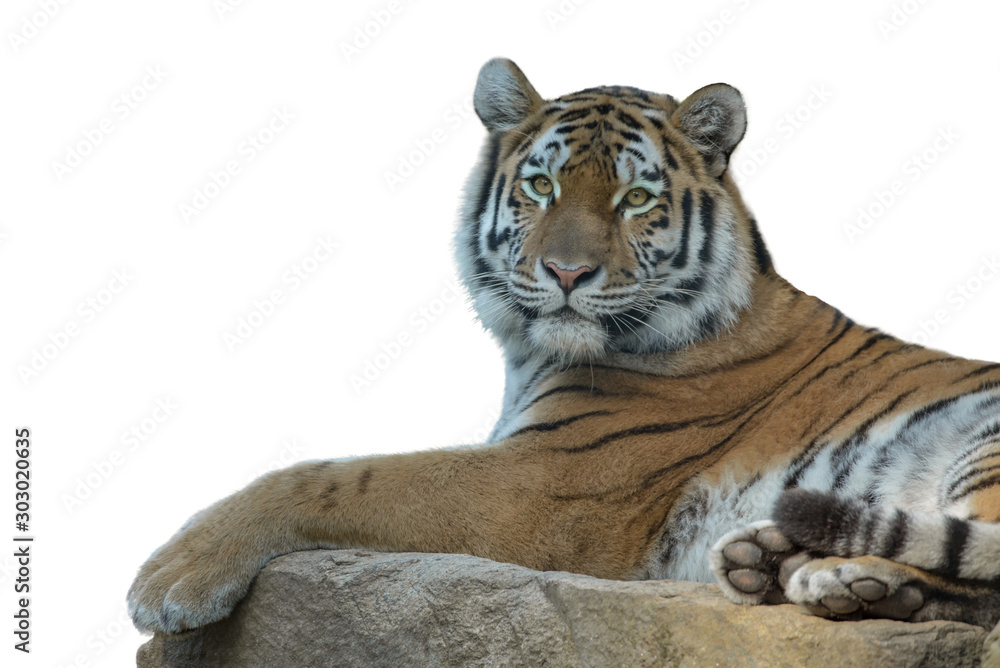 Fototapeta premium Siberian tiger isolated on white