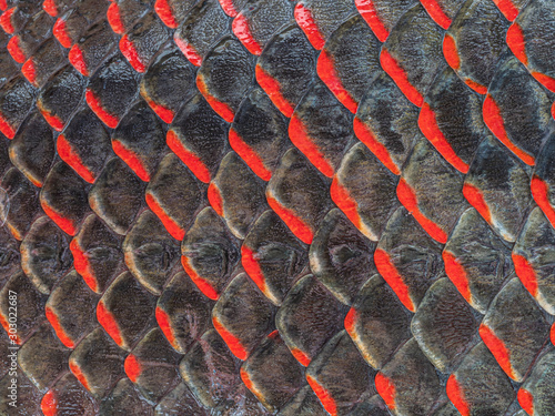 Pirarucu fish processing photo