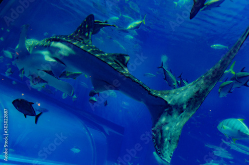 Fototapeta Naklejka Na Ścianę i Meble -  whale shark