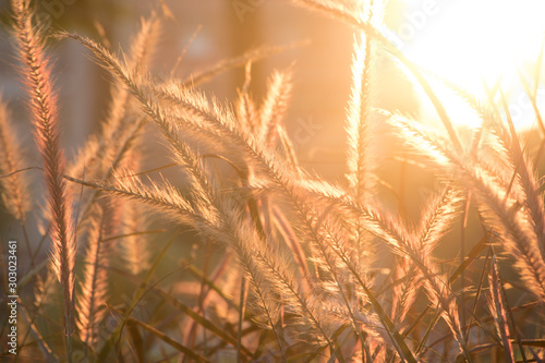 Setaria Viridis in the park at dusk. photo