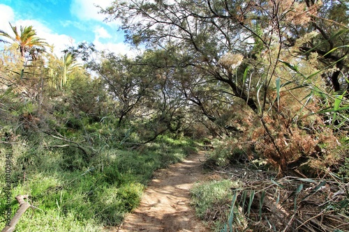 Tamarix shrubs on the slope of the Vinalopo river photo