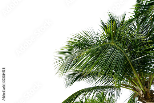 Green Leaves of palm ,coconut tree bending isolated on white background © sirawut
