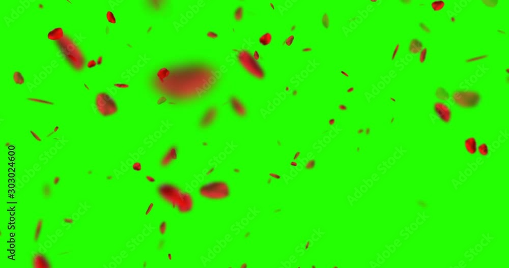red rose petals flying on chroma key, green screen background, love and valentine day concept red rose petals flying on chroma key, green screen background, love and valentine day concept