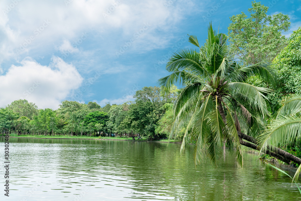Coconut trees on the River side Coconut trees on the River side