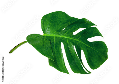 Green leaves pattern,leaf monstera with water drop isolated on white background