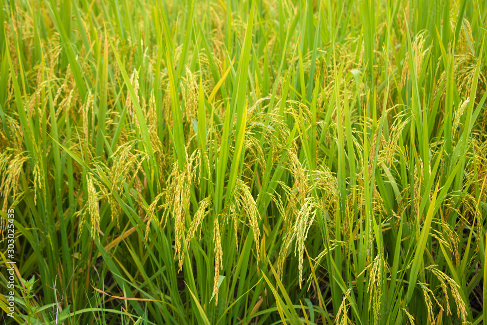 Rice paddy field in the village of Xinhui district.Rice paddy field in the village of Xinhui district,Jiangmen,Guangdong,China. Rice paddy field in the village of Xinhui district.Rice paddy field in the village of Xinhui district,Jiangmen,Guangdong,China.