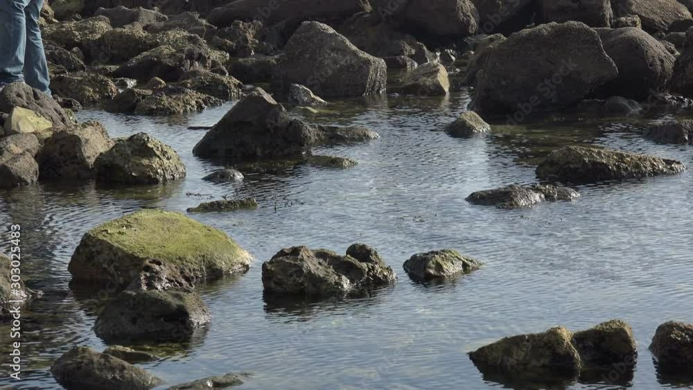 A man steps on stones in a tide pool by the ocean as he looks for marine life A man steps on stones in a tide pool by the ocean as he looks for marine life