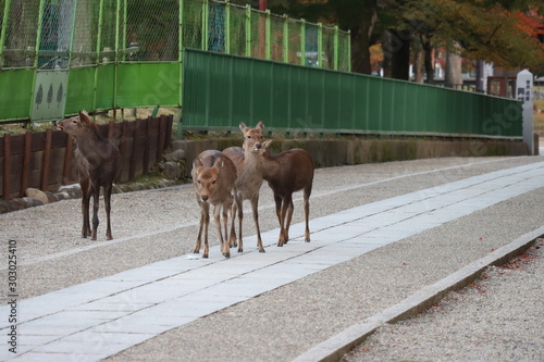 奈良公園　日本 photo