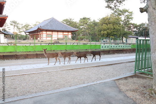 奈良公園　日本