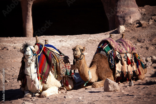 Camel tethered near cave in Petra Jordan