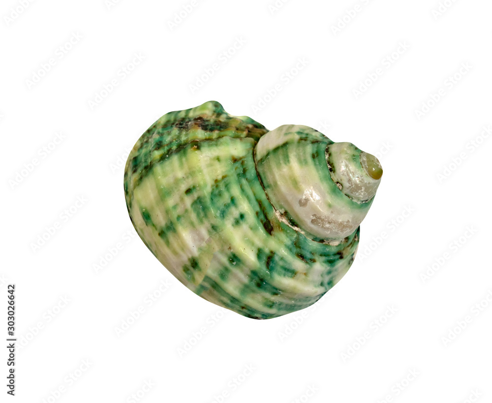 closeup green seashell isolated on a white background closeup green seashell isolated on a white background