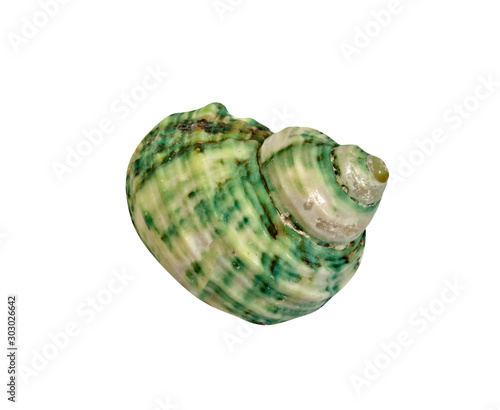 closeup green seashell isolated on a white background