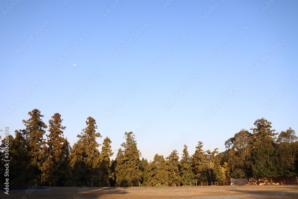 Obraz premium 奈良公園 日本