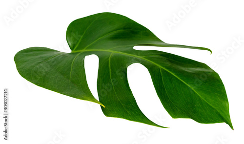 monstera leaf isolated on white background ,green leaves pattern
