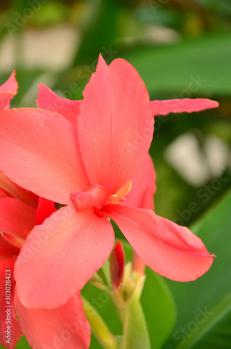 Pink and orange flowers in green garden  flowers background