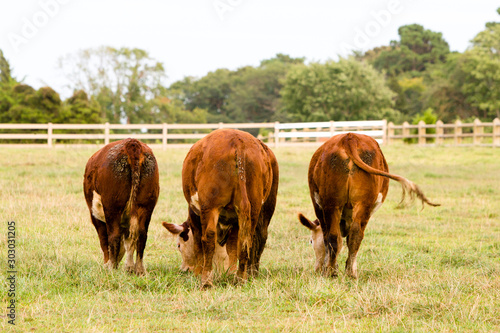 three cows grazing in field