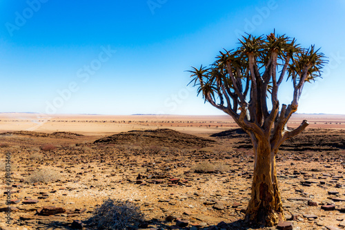 Arbre au milieu du d  sert en Namibie