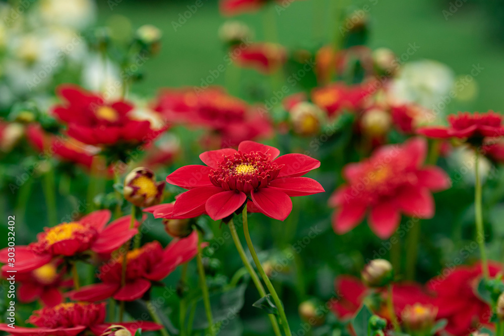 ダリアの花達 ダリアの花達