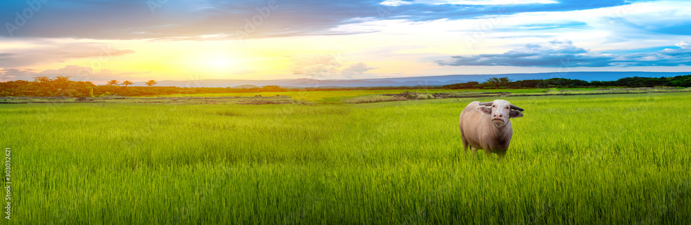 Φωτογραφία Staring buffalo and green rice seedlings in a paddy field with beautiful sky and
