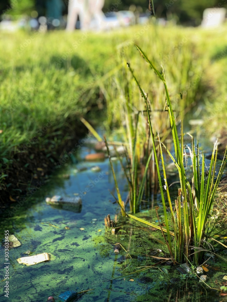 plant in algae bloom green water and many garbage or plastic waste in pond plant in algae bloom green water and many garbage or plastic waste in pond