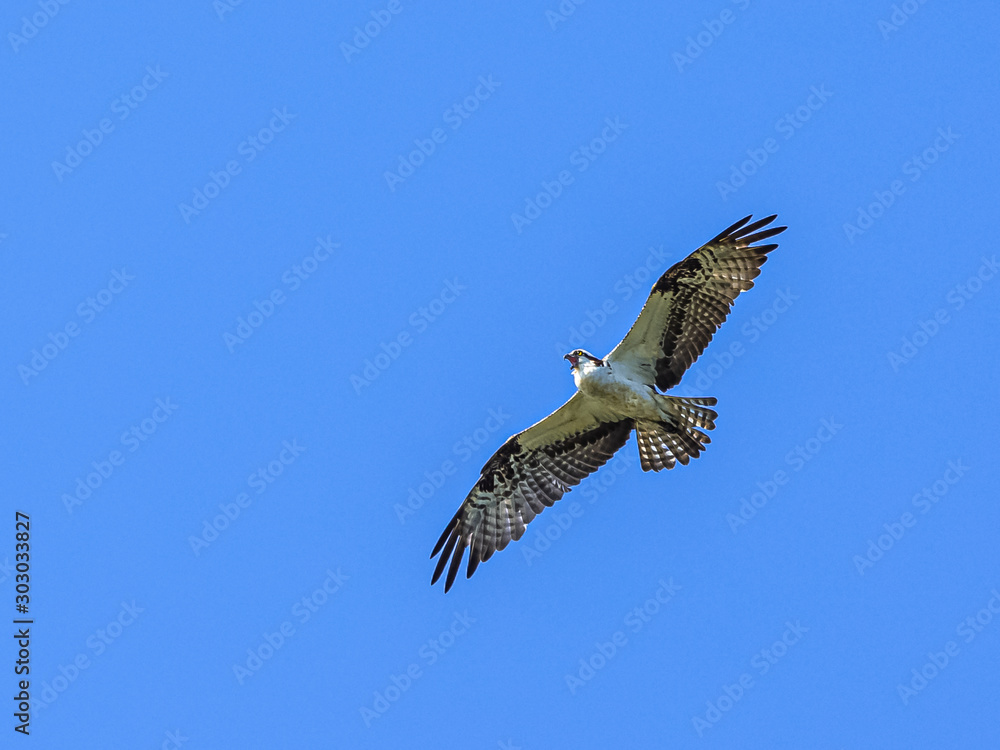 Osprey Squawking in the Sky Osprey Squawking in the Sky