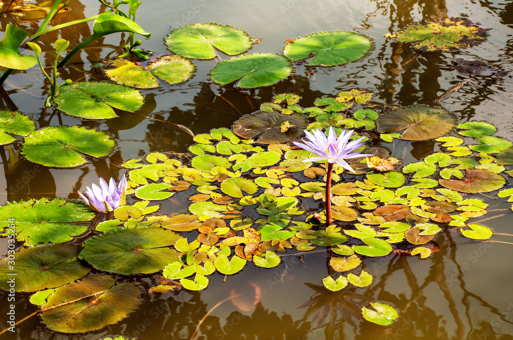 Lotus pond Lotus pond