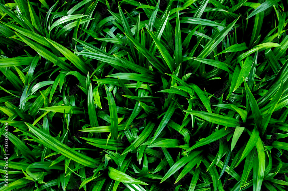 Fototapeta premium Pandanus amaryllifolius leaf(Pandanus leaves)texture in garden,abstract nature green background.