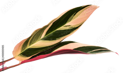 Ctenanthe oppenheimiana leaf(Never-never Plant,Oppenheim's Bamburanta,Tricolor bamburanta)Tropical foliage isolated on white background, low angle view. photo