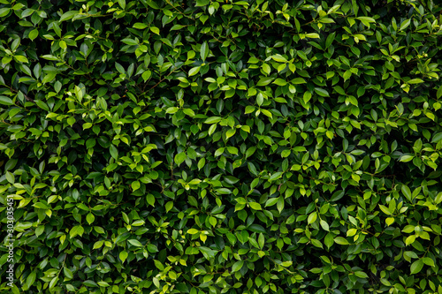 Ficus annulata leaves(Banyan Tree)texture in garden,abstract nature green background.