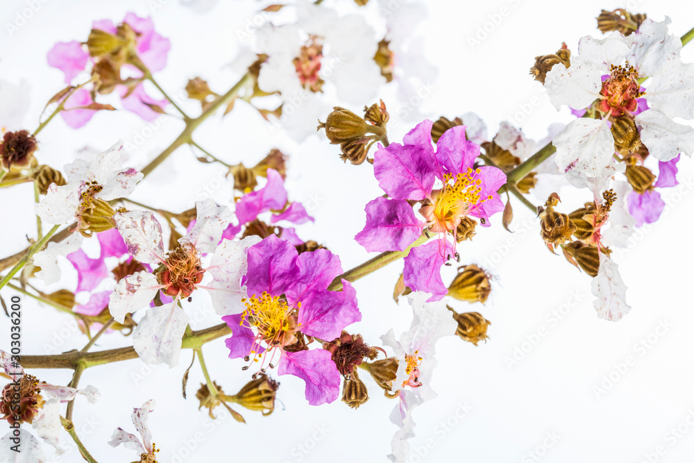 Lagerstroemia floribunda flowers (Tabak flowers) purple-white color blooming tropical isolated on white background.