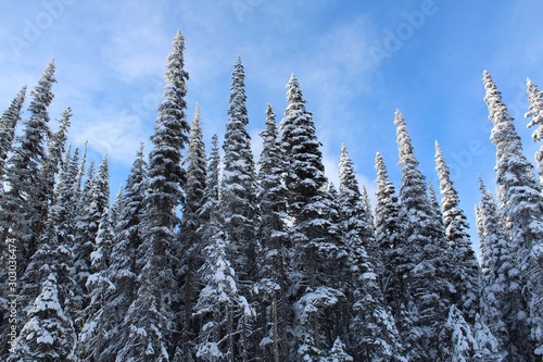 Snowy Spruce Trees