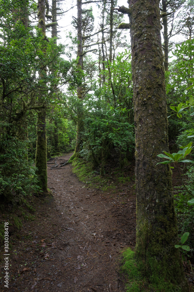 Trail Through Costal Forest