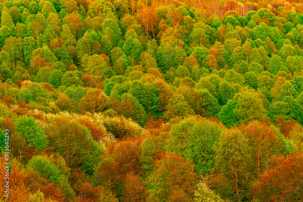 The mountains tree in autumn. colorful trees closeup background. The mountains tree in autumn. colorful trees closeup background.