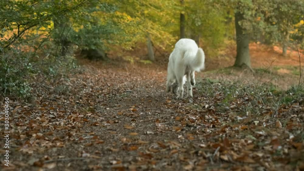 Dog running in forest during autumn in 4k slowmotion Dog running in forest during autumn in 4k slowmotion