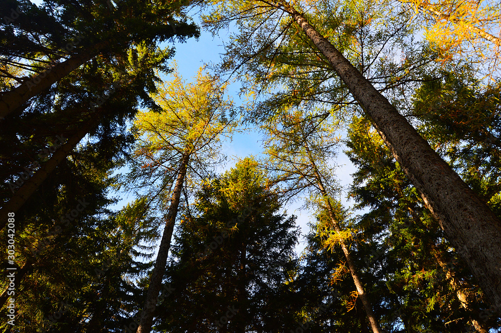 Fototapeta premium im Wald mit Blick zum Himmel
