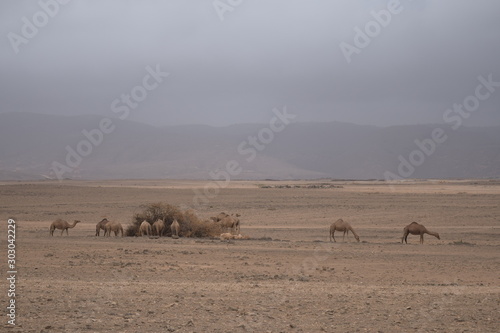 Camels in Salalah, Dhofar, Oman © Yuka