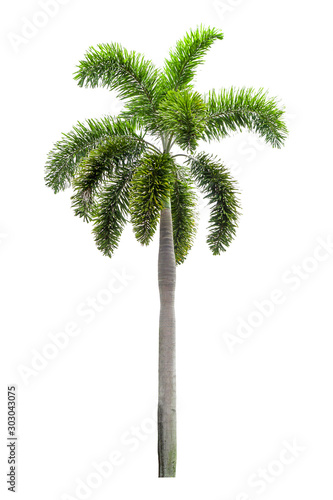 Palm trees on a separate white background.