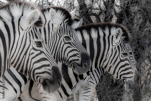 Zebras at Etosha national park in Namibia  Africa 