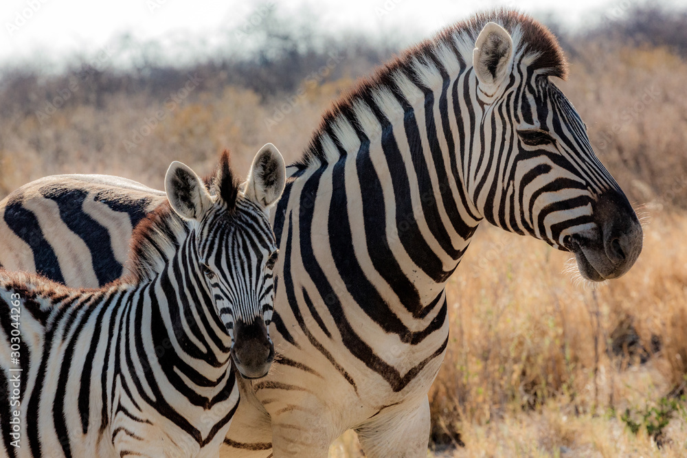 Zebras (mother and son) at Etosha national park in Namibia, Africa	 - obrazy, fototapety, plakaty 