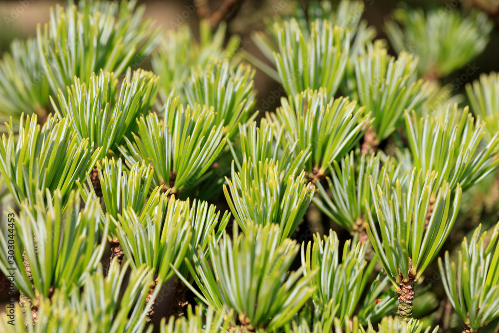Bonsai - Five leaf pine -