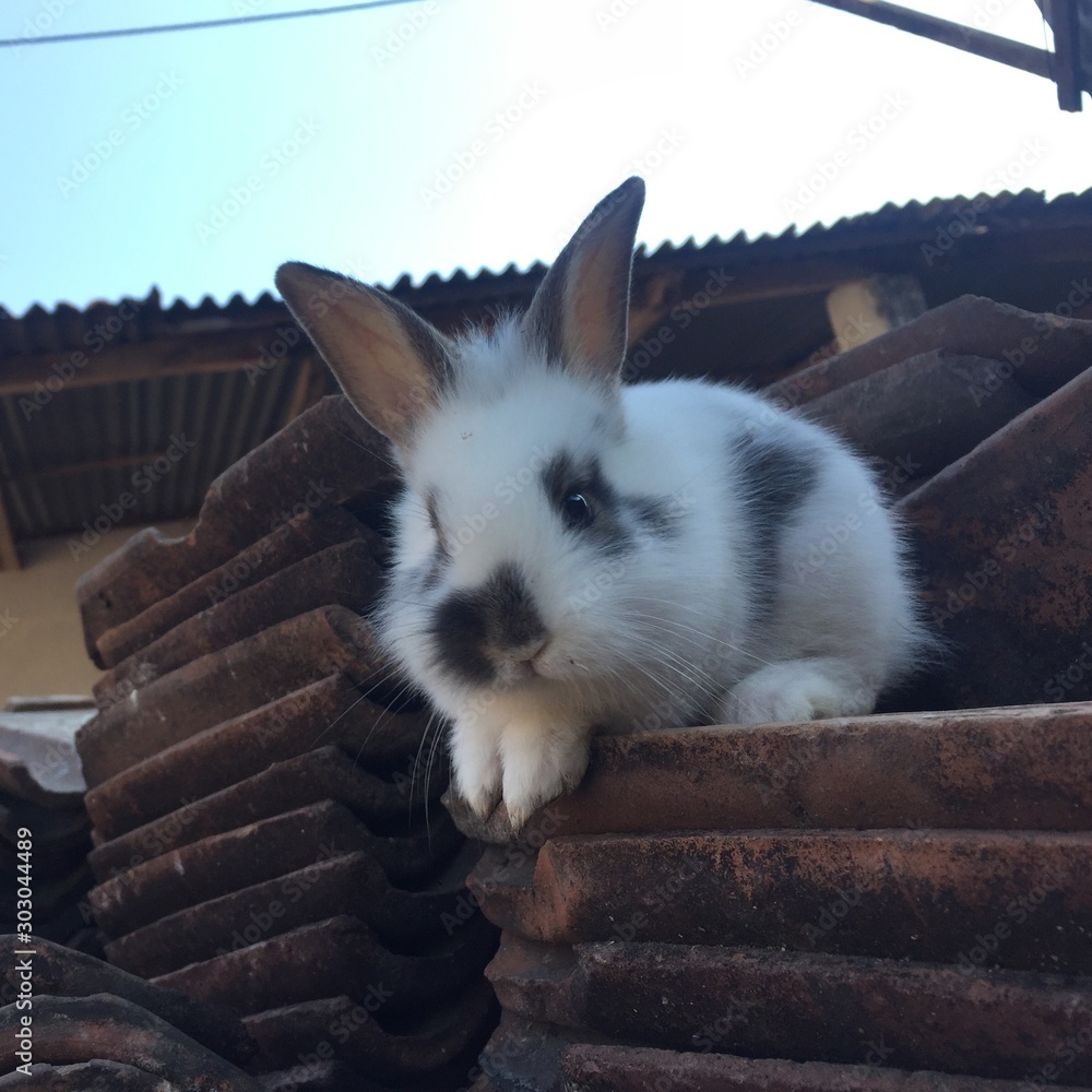 Obraz premium anybody home ?