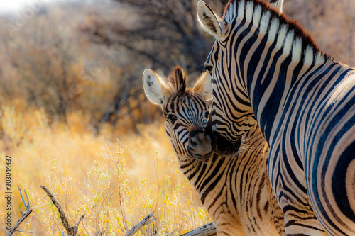 Fotografia Zebras (mother and son) at Etosha national park in Namibia, Africa