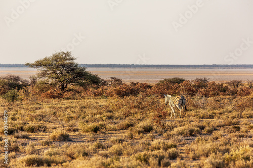 A zebra at Etosha national park in Namibia  Africa