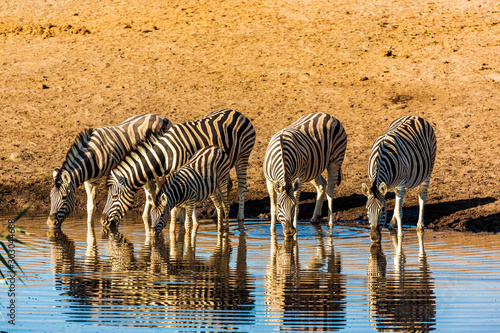 Zebras drinking at Etosha national park in Namibia  Africa 