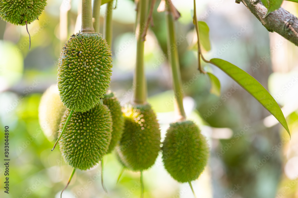 Little fresh durian on durian tree Little fresh durian on durian tree