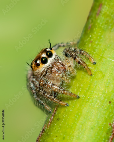Bright big eyes of a jumping spider on a big head