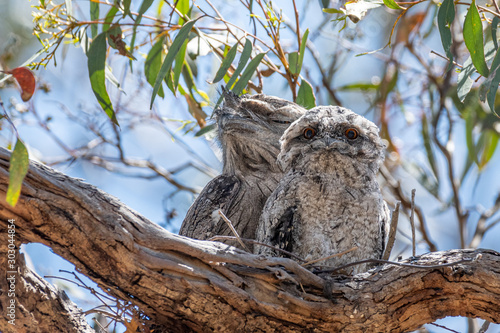 Tawny Frogmouth (Podargus strigoides) with chick