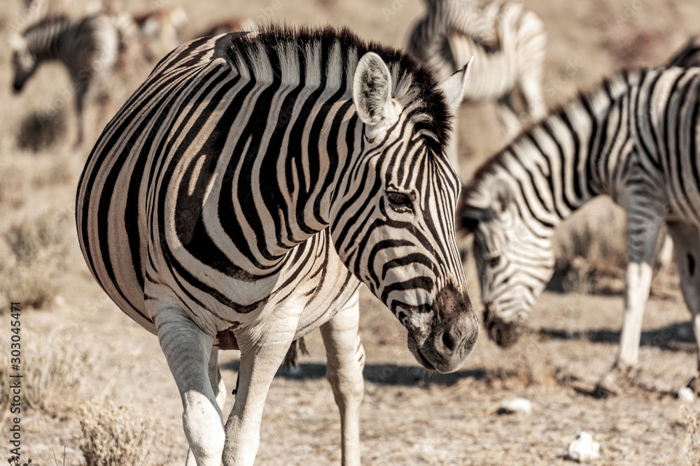 Zebra portrait at Etosha national park in Namibia, Africa Zebra portrait at Etosha national park in Namibia, Africa