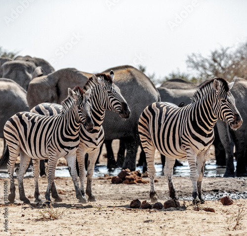 Zebras at Etosha national park in Namibia  Africa