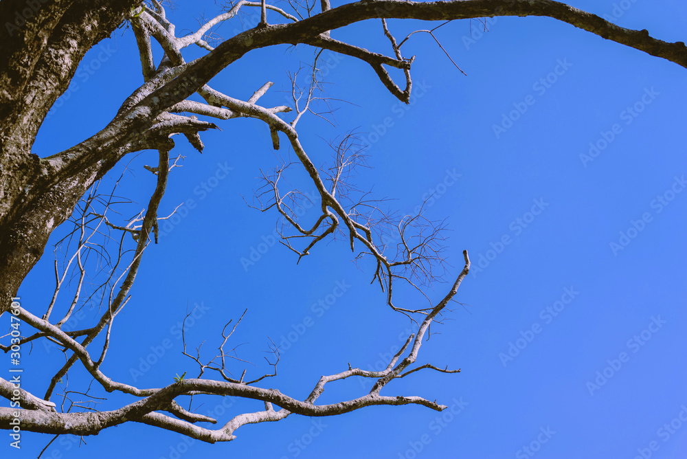 Dry tree branch with cracked with clear blue sky,Beautiful background and texture